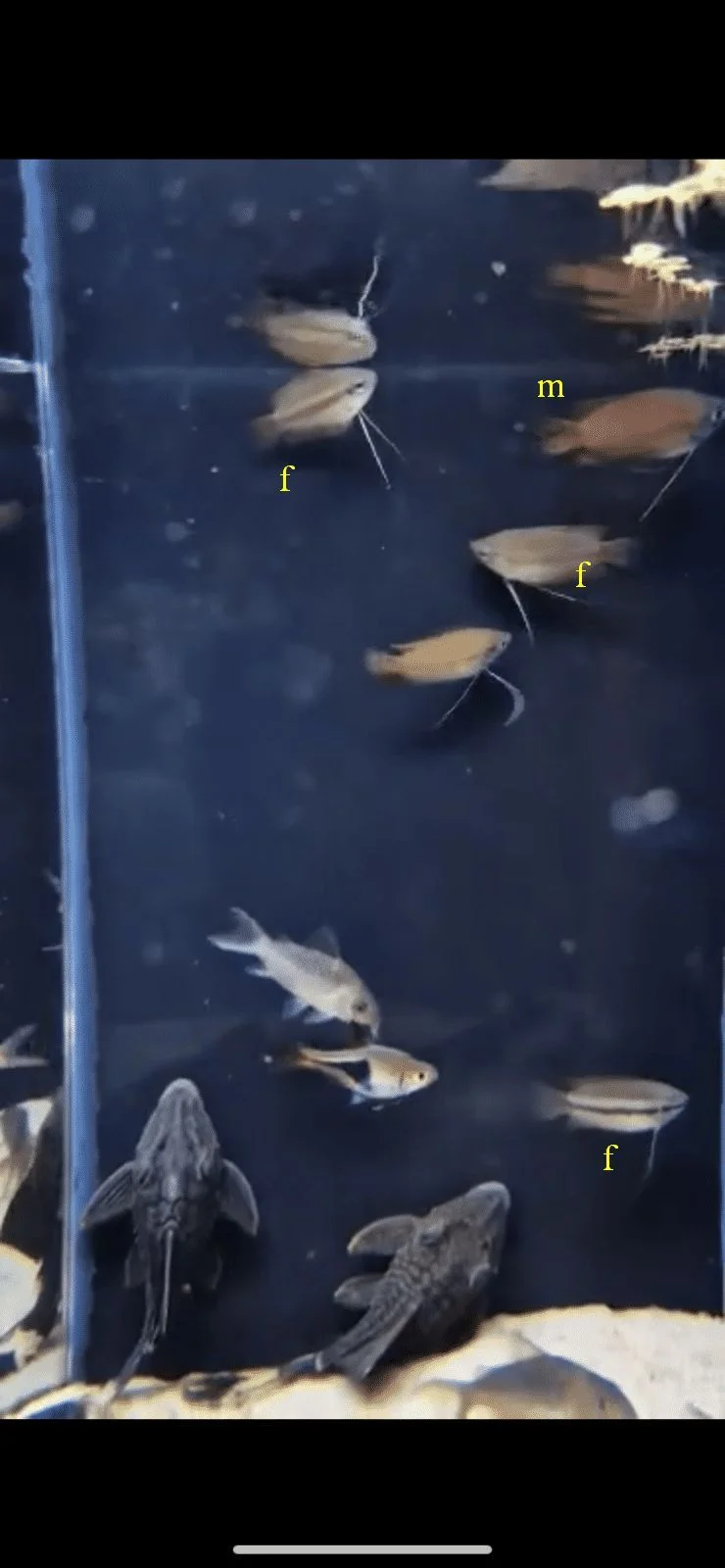 gouramis.webp