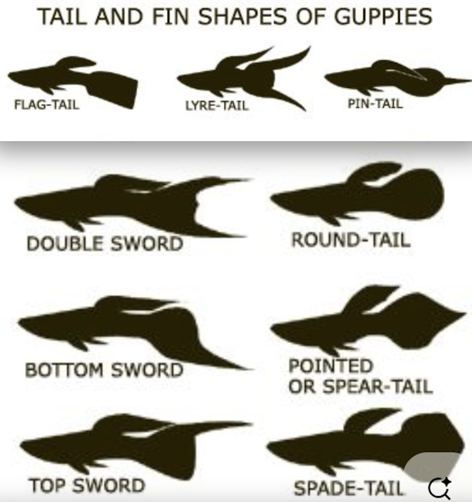 guppy tails.png