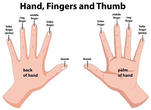 Human Hand.jpg