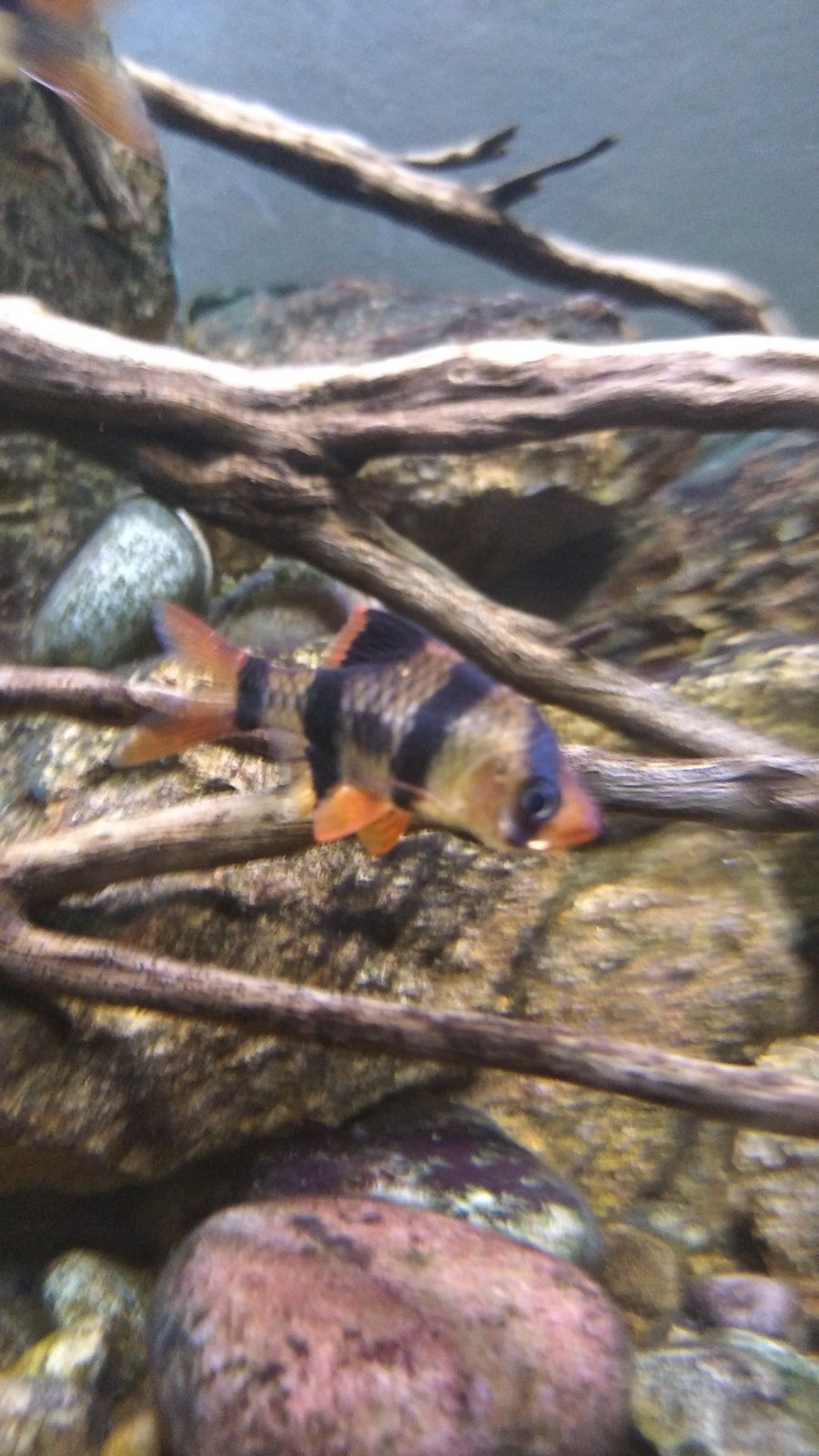 www.fishforums.net
