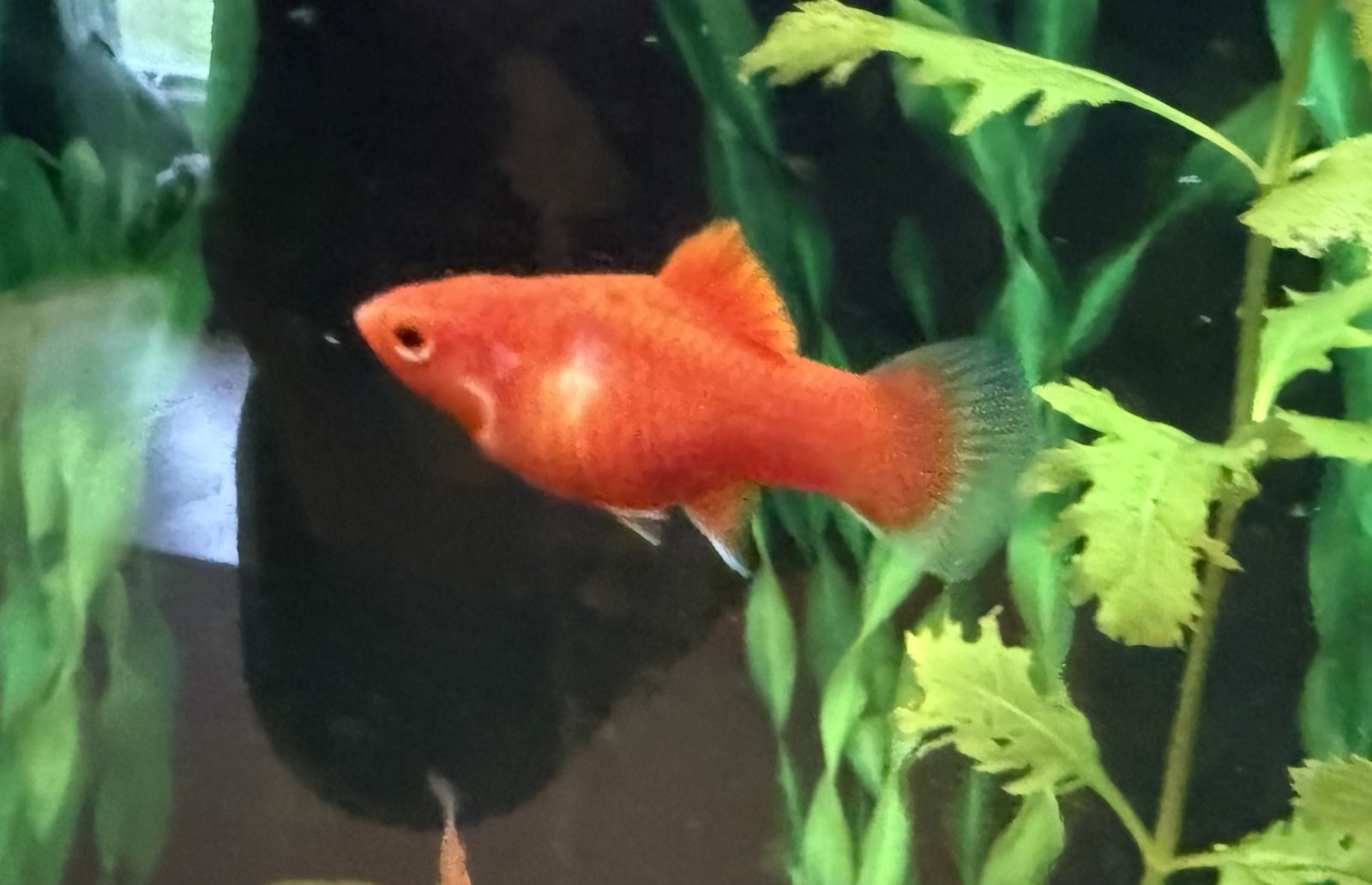 IMG_2923.jpeg IMG_2923.jpeg