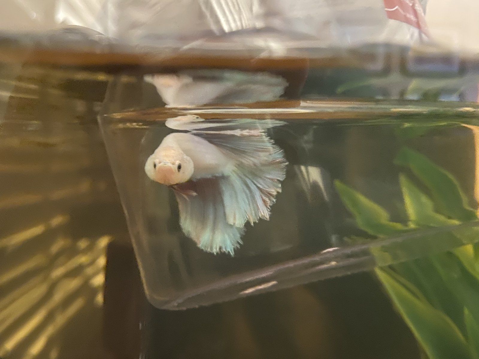 www.fishforums.net