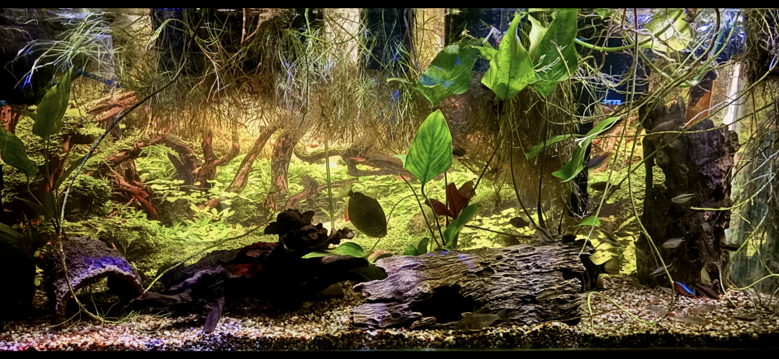 IMG_8175.png