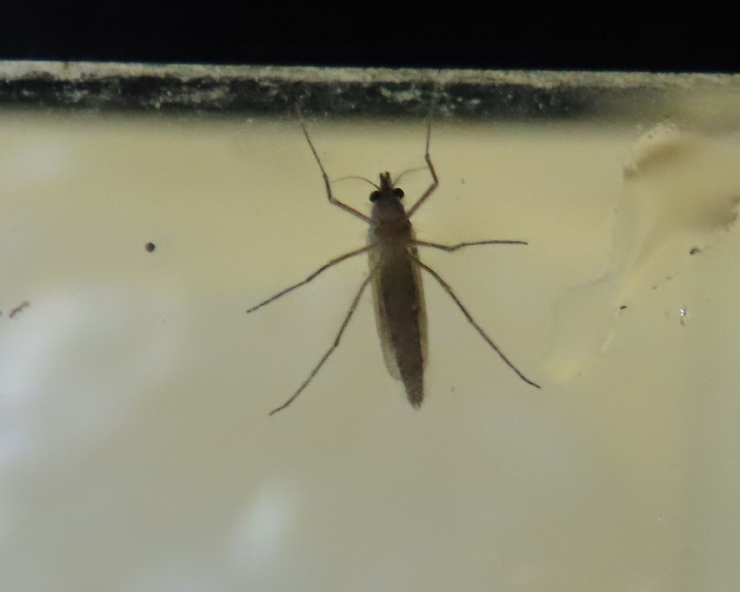 IMG_8646 - Copy - Copy.JPG