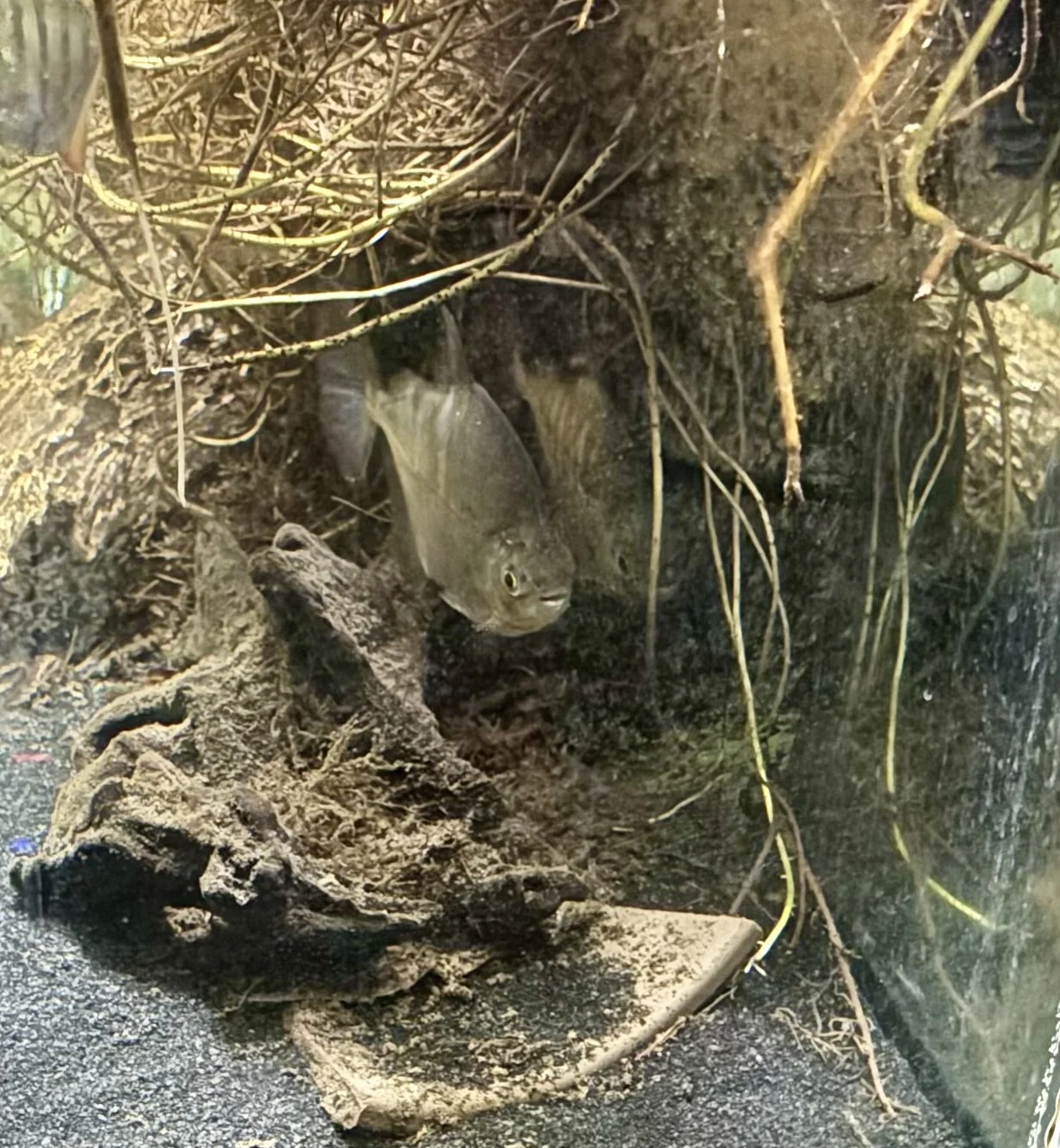 IMG_9084.jpeg