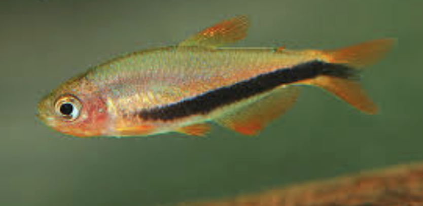 Inpaichthys luizae.png