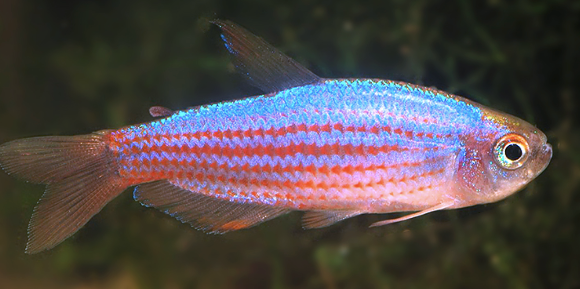 Inpaichthys parauapiranga.png