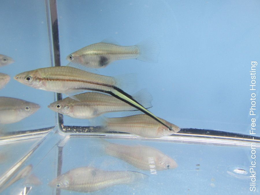 Kallmani_Catemaco Brass.jpg