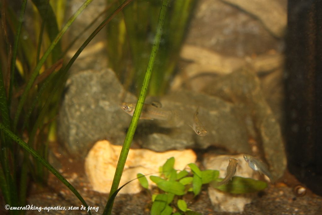 livebearer1 008.jpg