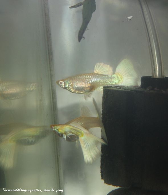 livebearer5 103a.jpg