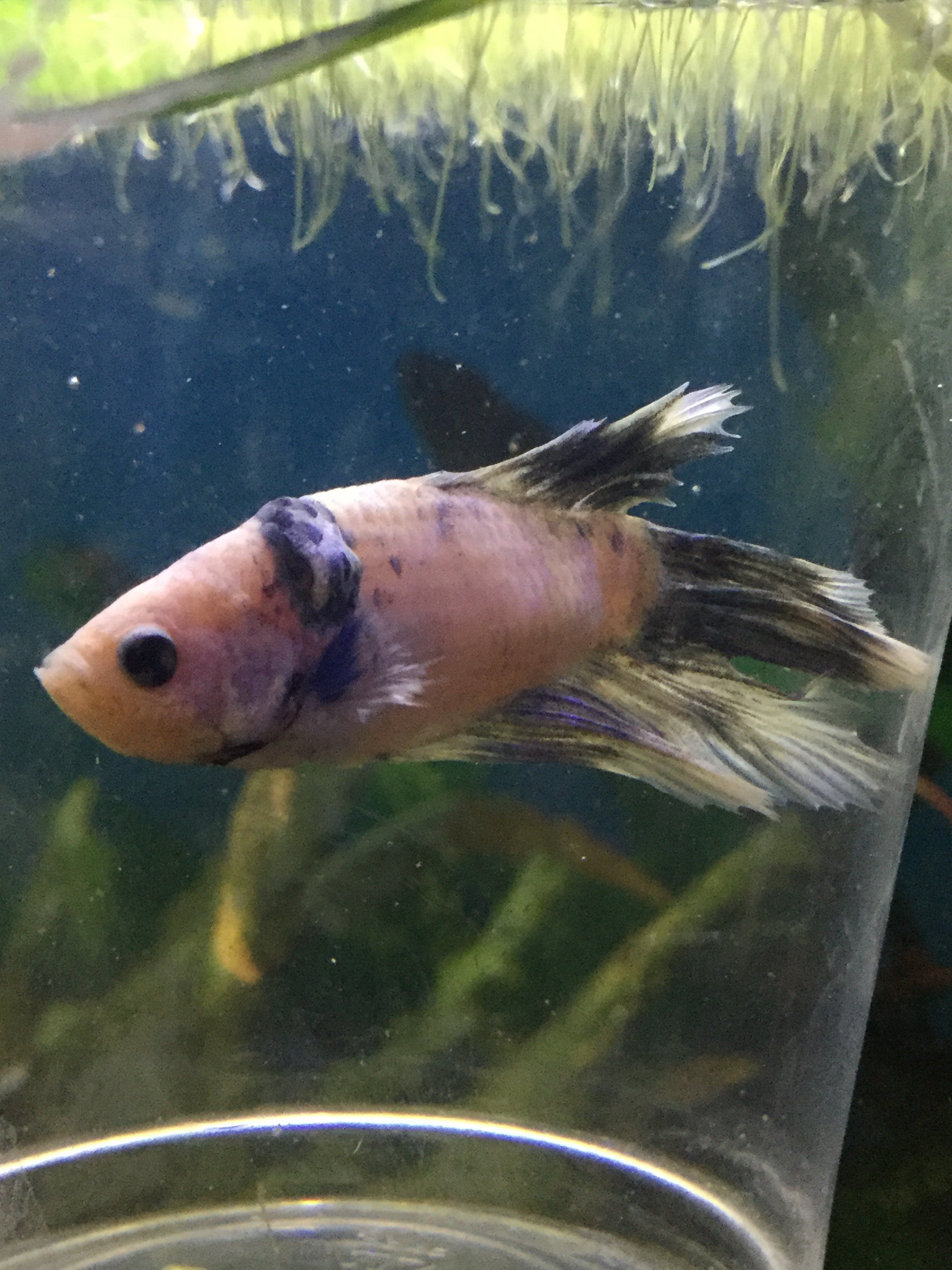 male betta growth.JPG