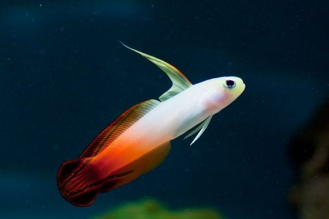 mystery fish.jpg