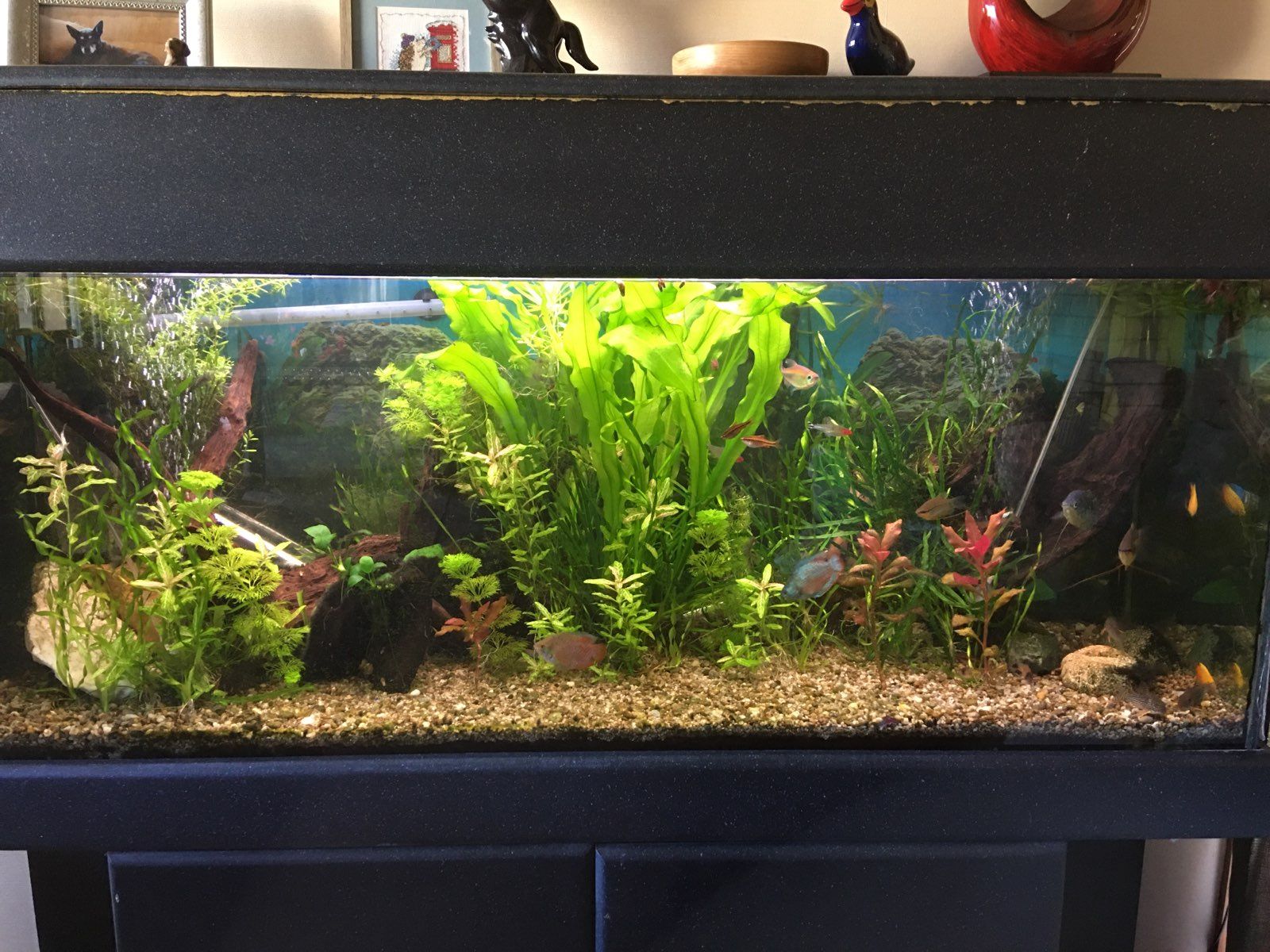 www.fishforums.net