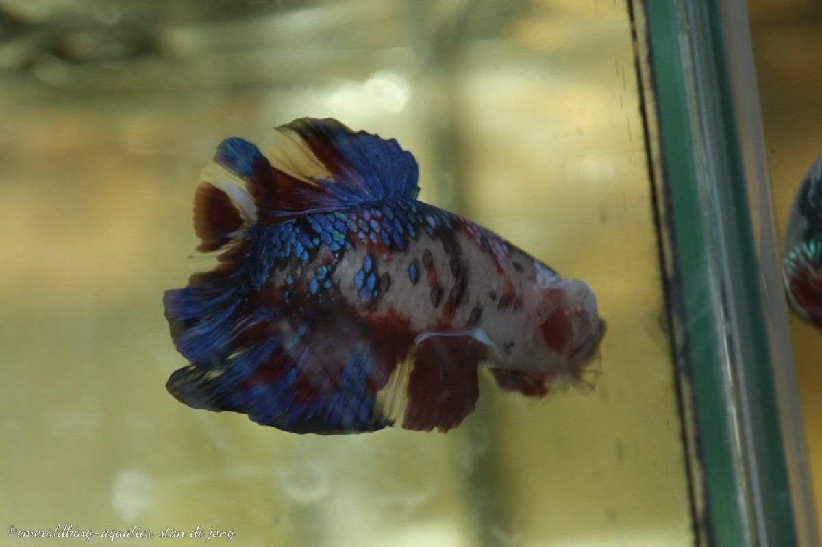 Open dagen Ed's Fishbook June 28th 2019 006.jpg