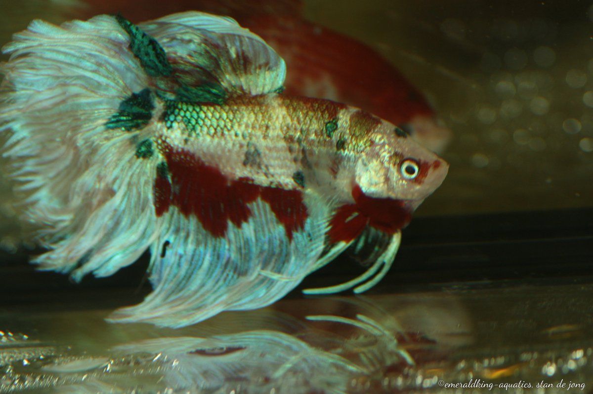 Open dagen Ed's Fishbook June 28th 2019 043.jpg