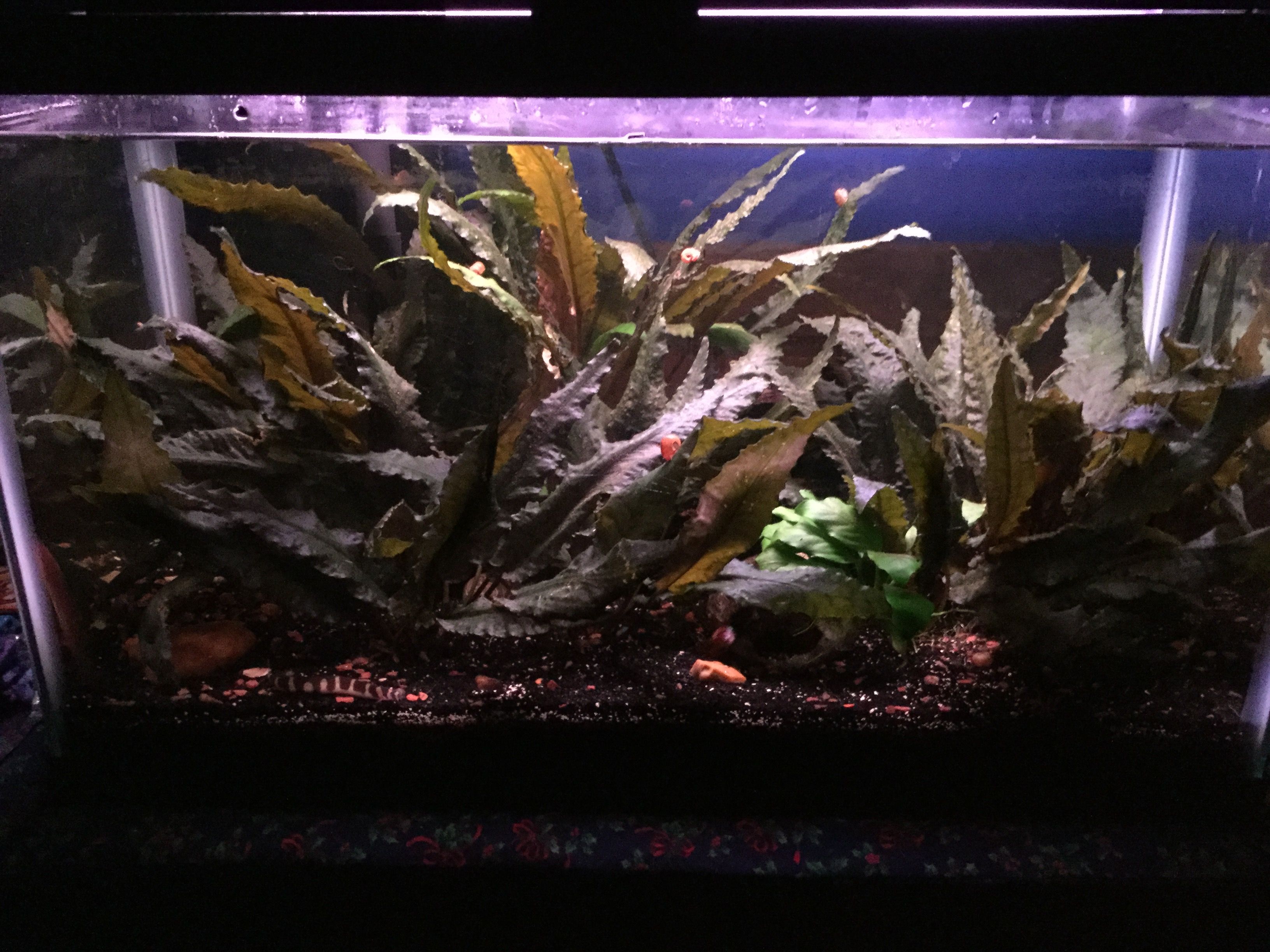 Otabek's tank 10-26-17.JPG