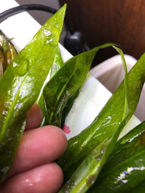 Picture of slime .jpg
