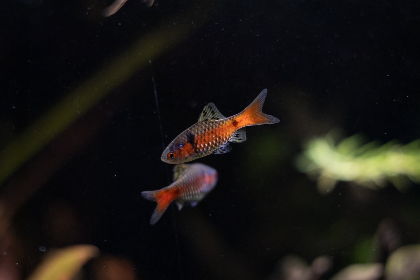 picture of the day-35.jpg