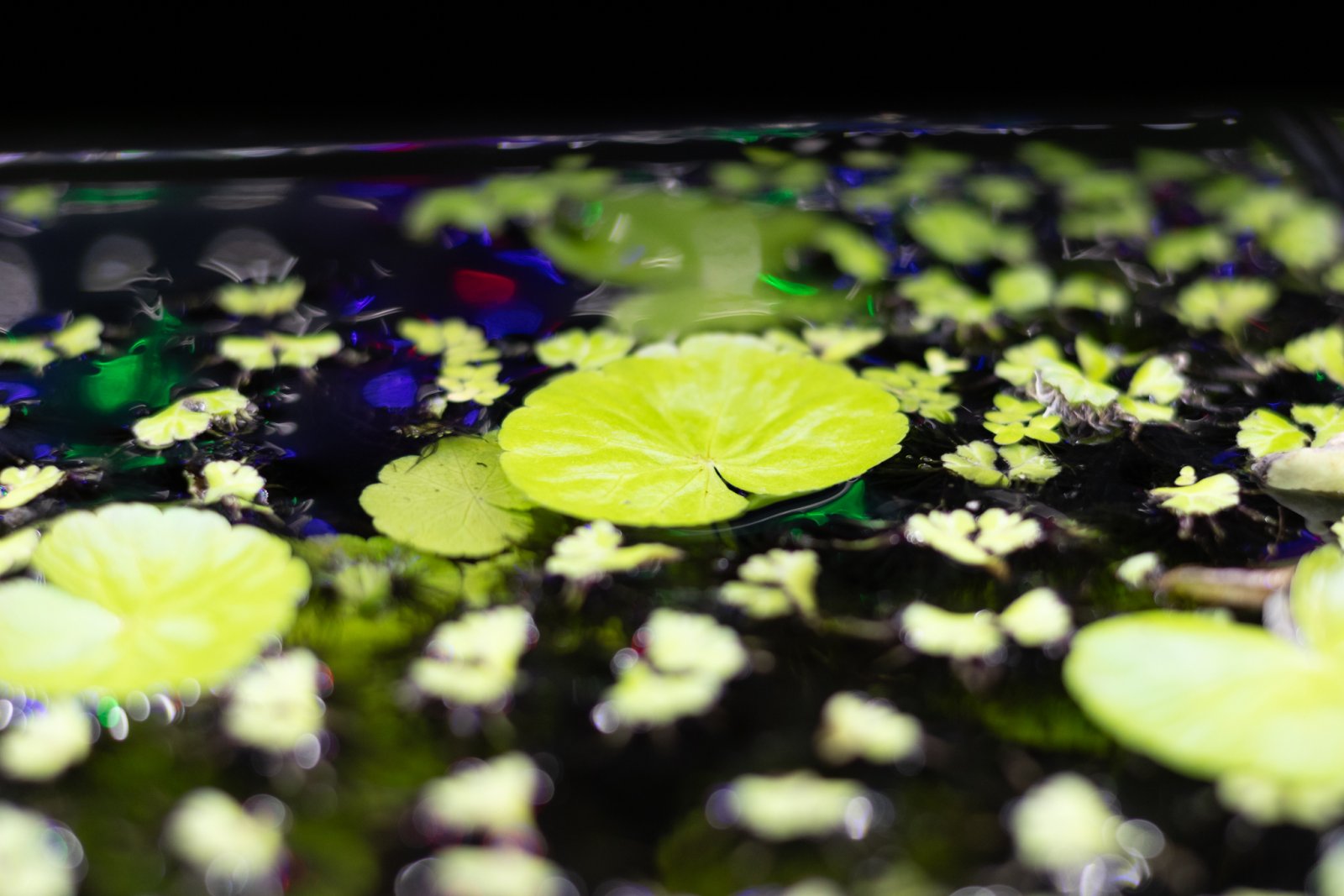 picture of the day-46.jpg