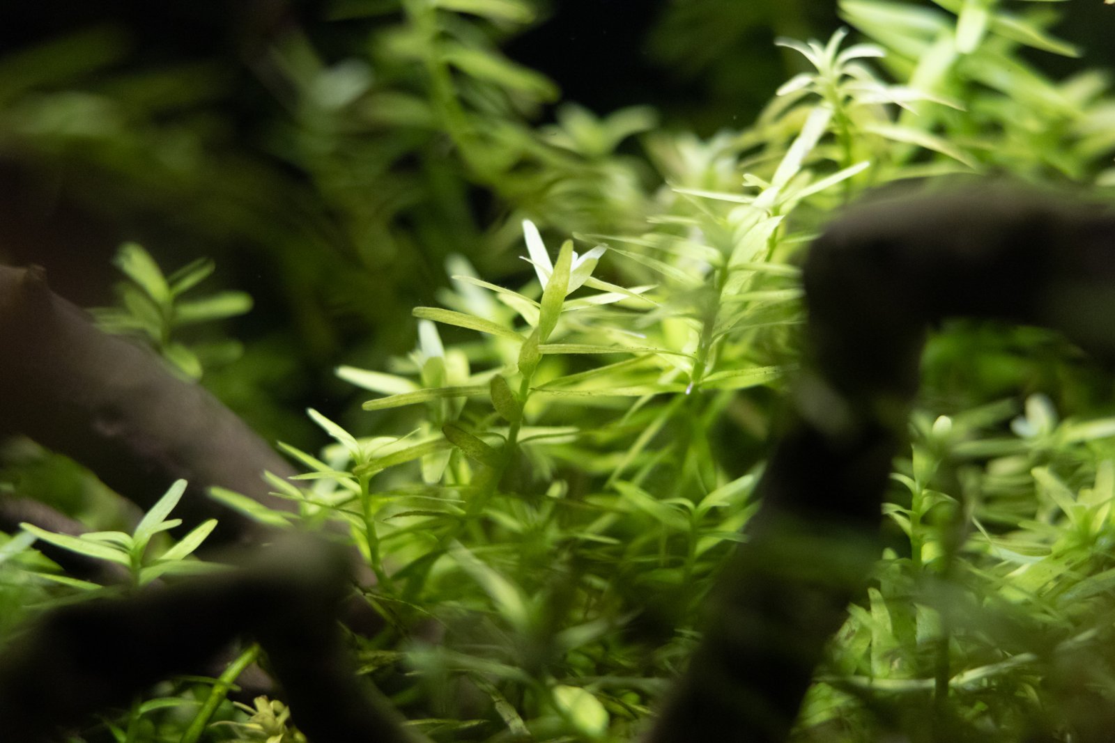 picture of the day-50.jpg