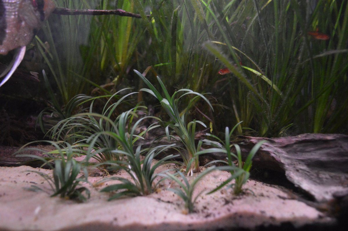 plant.jpg