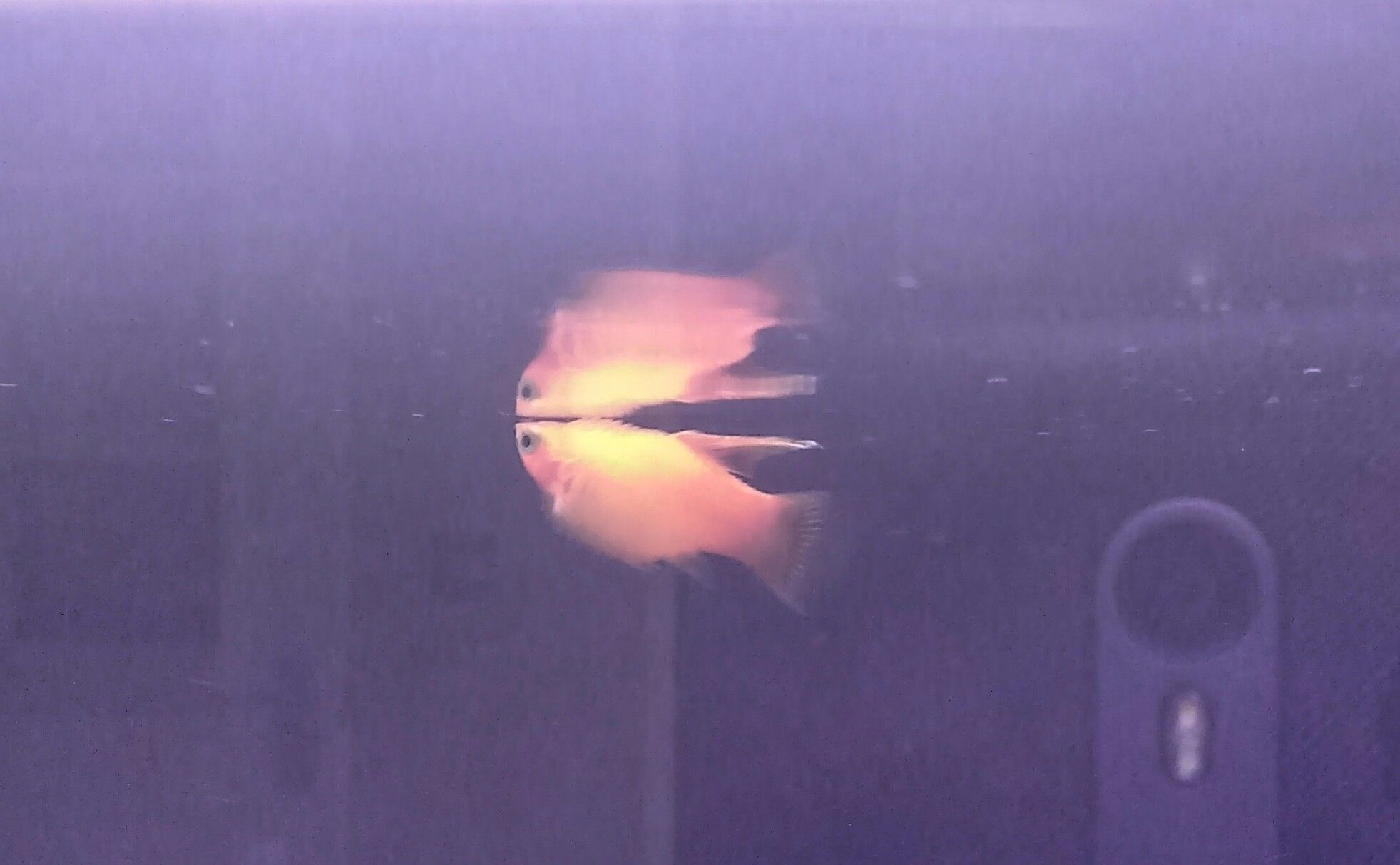 Platy Fish.jpg