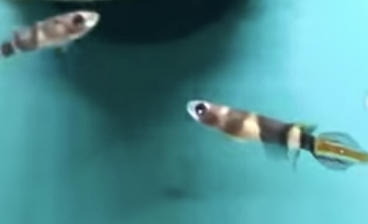pseudepiplatys annulatus.png