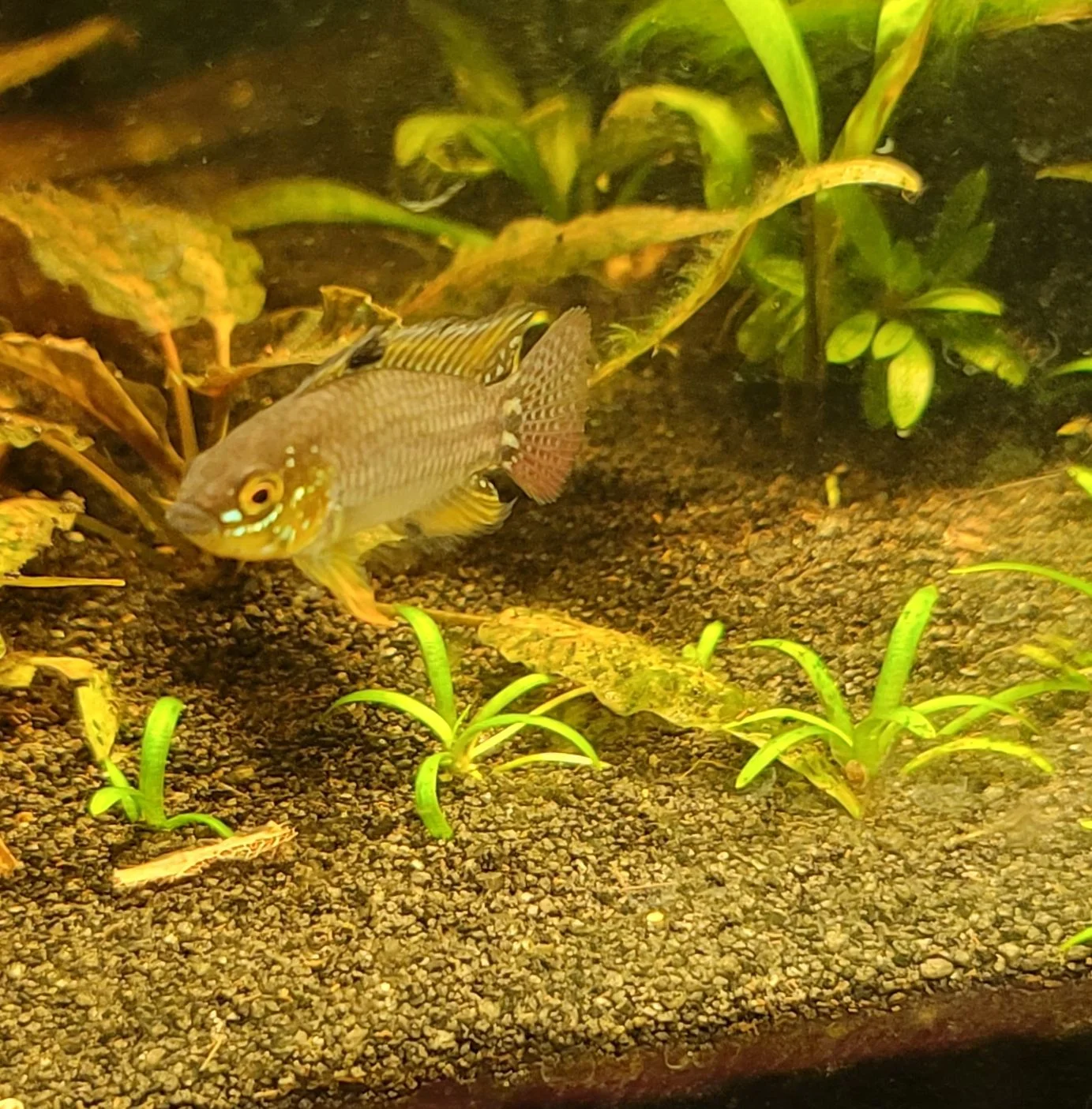 pucallpaensis2.webp
