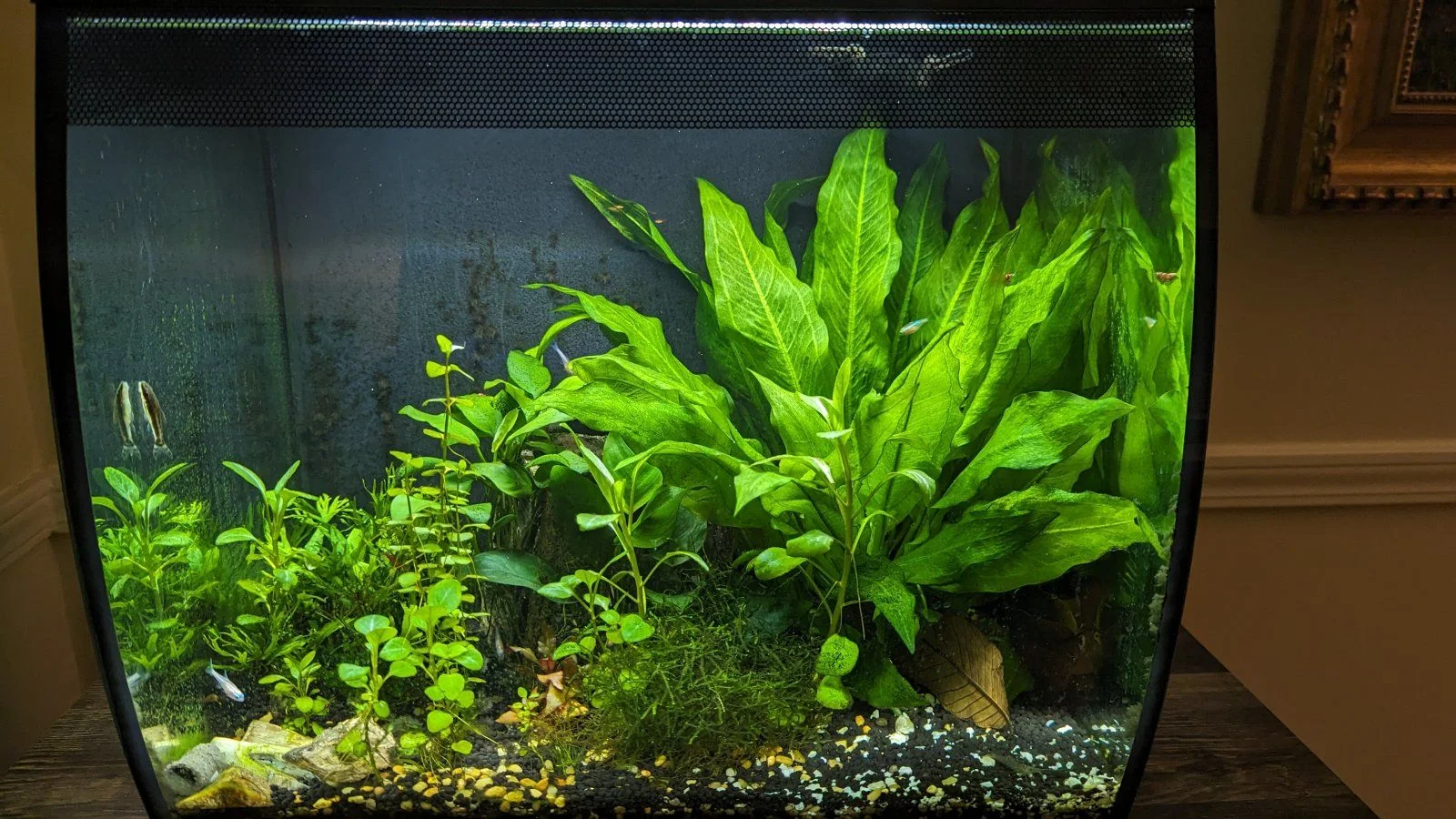 ReadyForRescaping6Feb24.webp