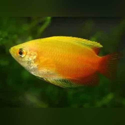 Red-Gold-Honey-Dwarf-Gourami.jpg