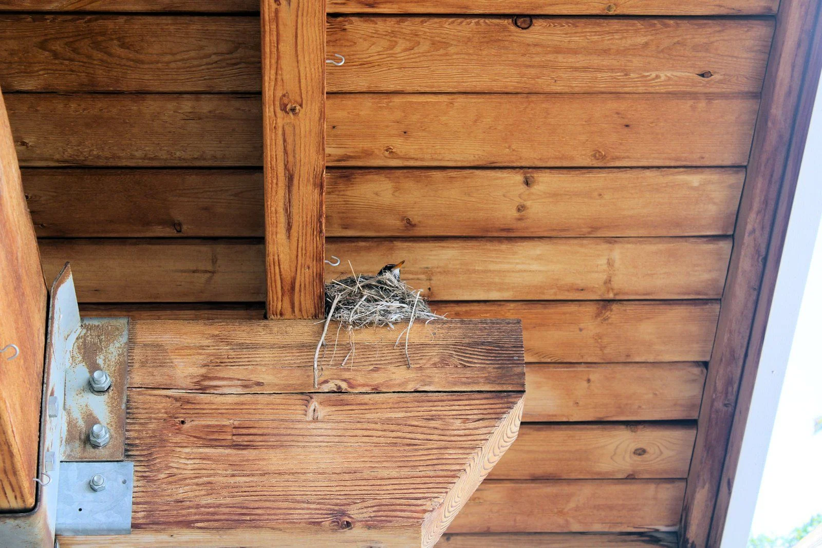 robin1.webp