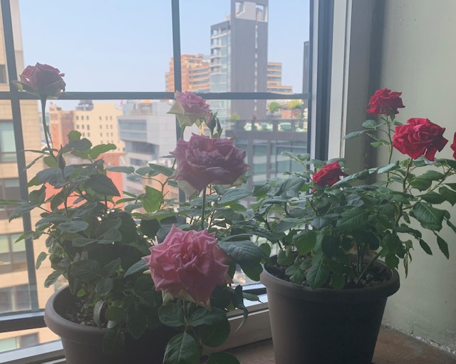 roses.jpg