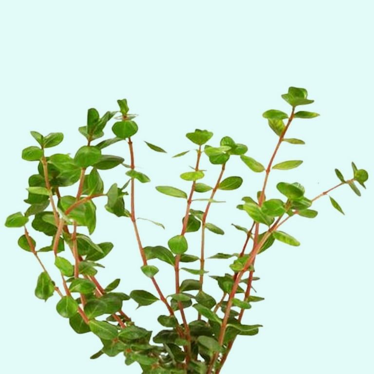 Rotala-Indica-Red-Bunch-Beginner-Tropical-Live-Aquarium-Plant-Live-Aquarium-Plants_49674537-b...jpeg