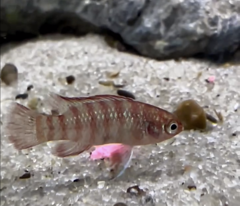 scarlet badis.png
