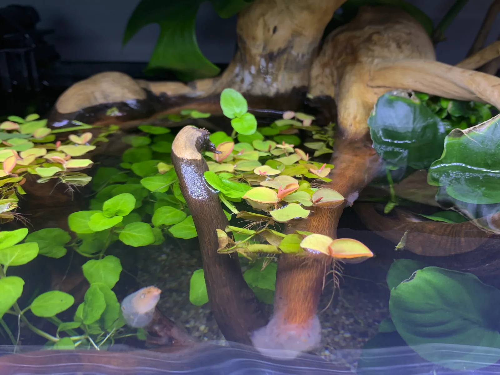 Screenshot 2022-07-26 at 13.20.51.webp