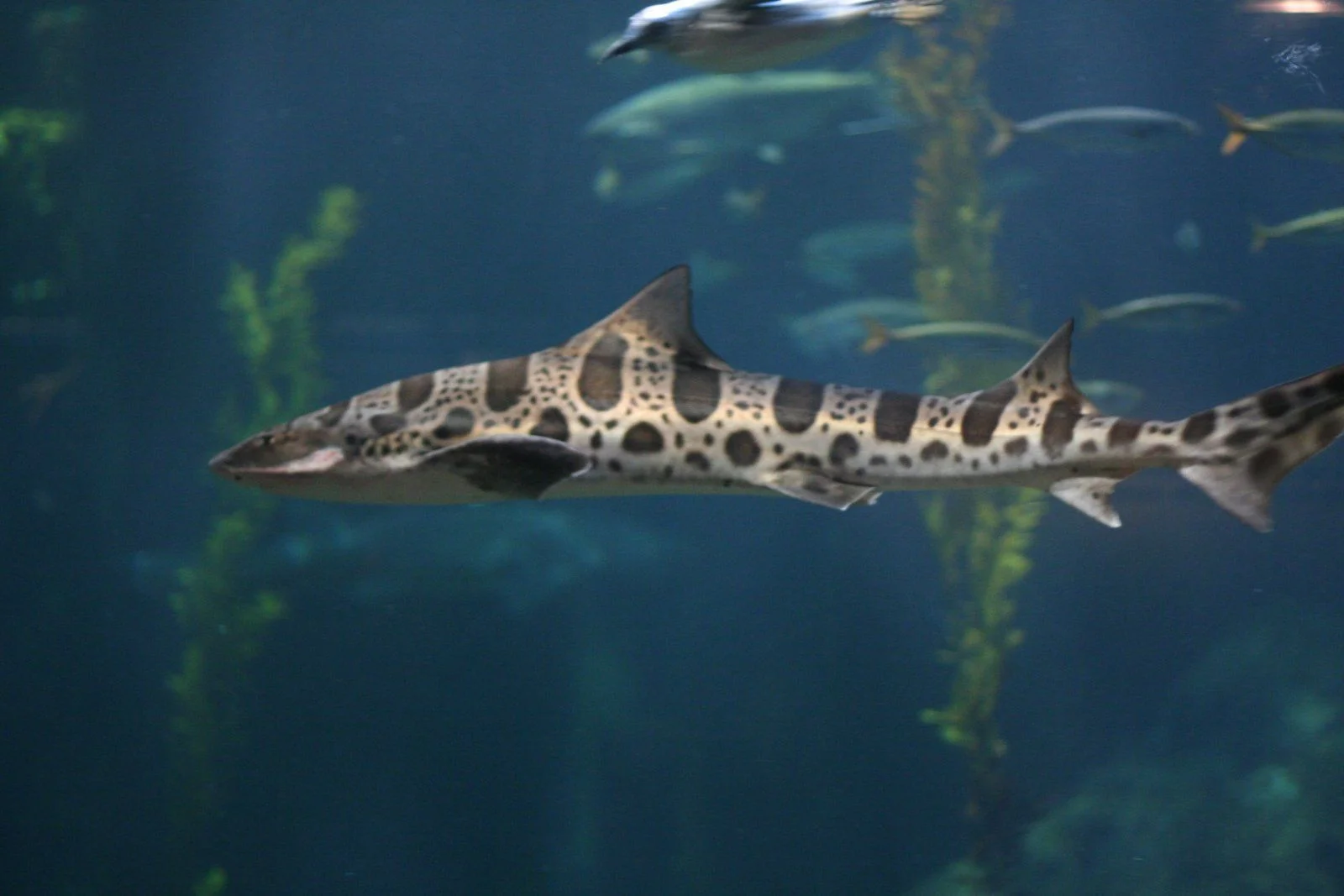 shark.jpg
