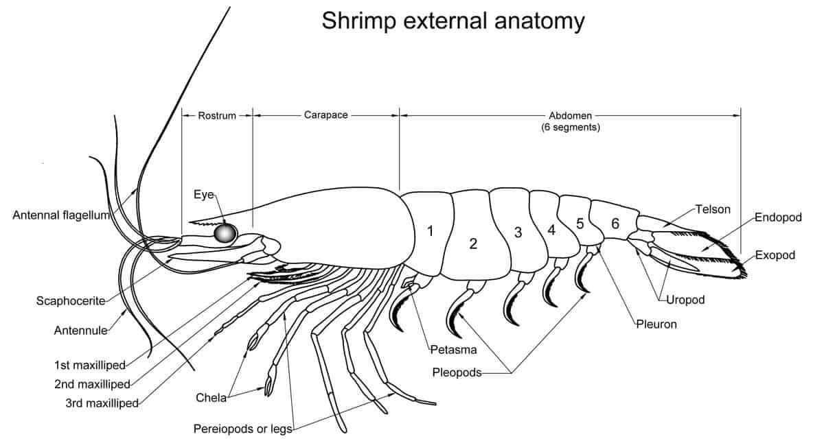 Shrimp-external-anatomy.jpg