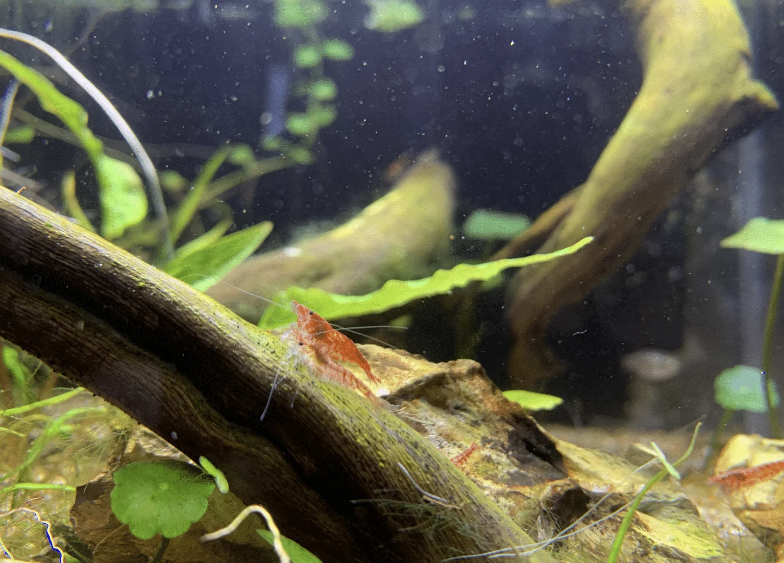 Shrimp.webp