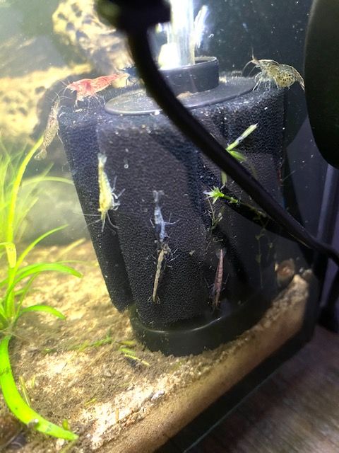 shrimp1.jpg