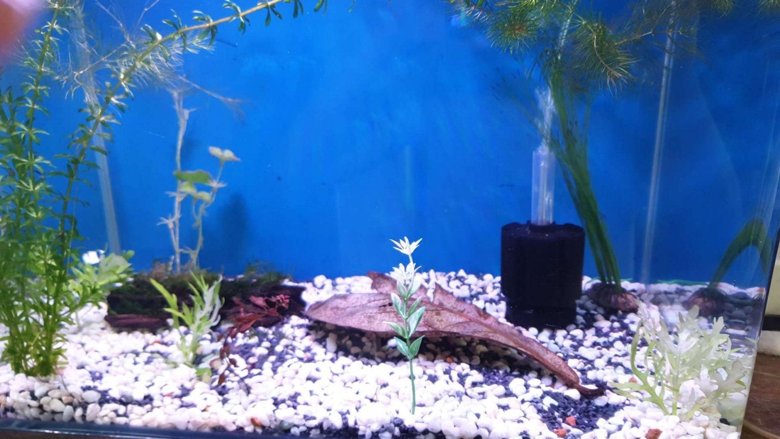 small aquarium update water wisteria and java moss.JPEG