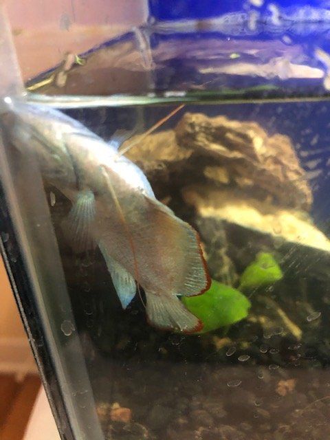 Swim Bladder Disease in Gourami.jpg