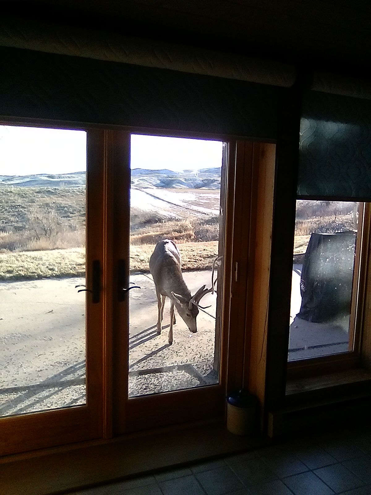 thanksgiving deer 3.jpg