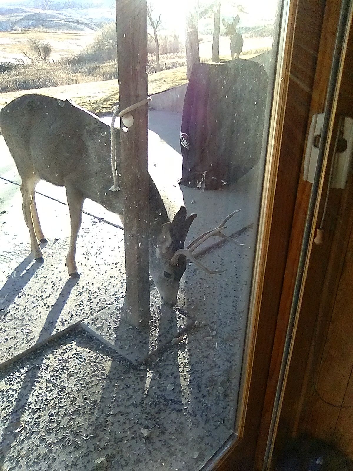 thanksgiving deer1.jpg