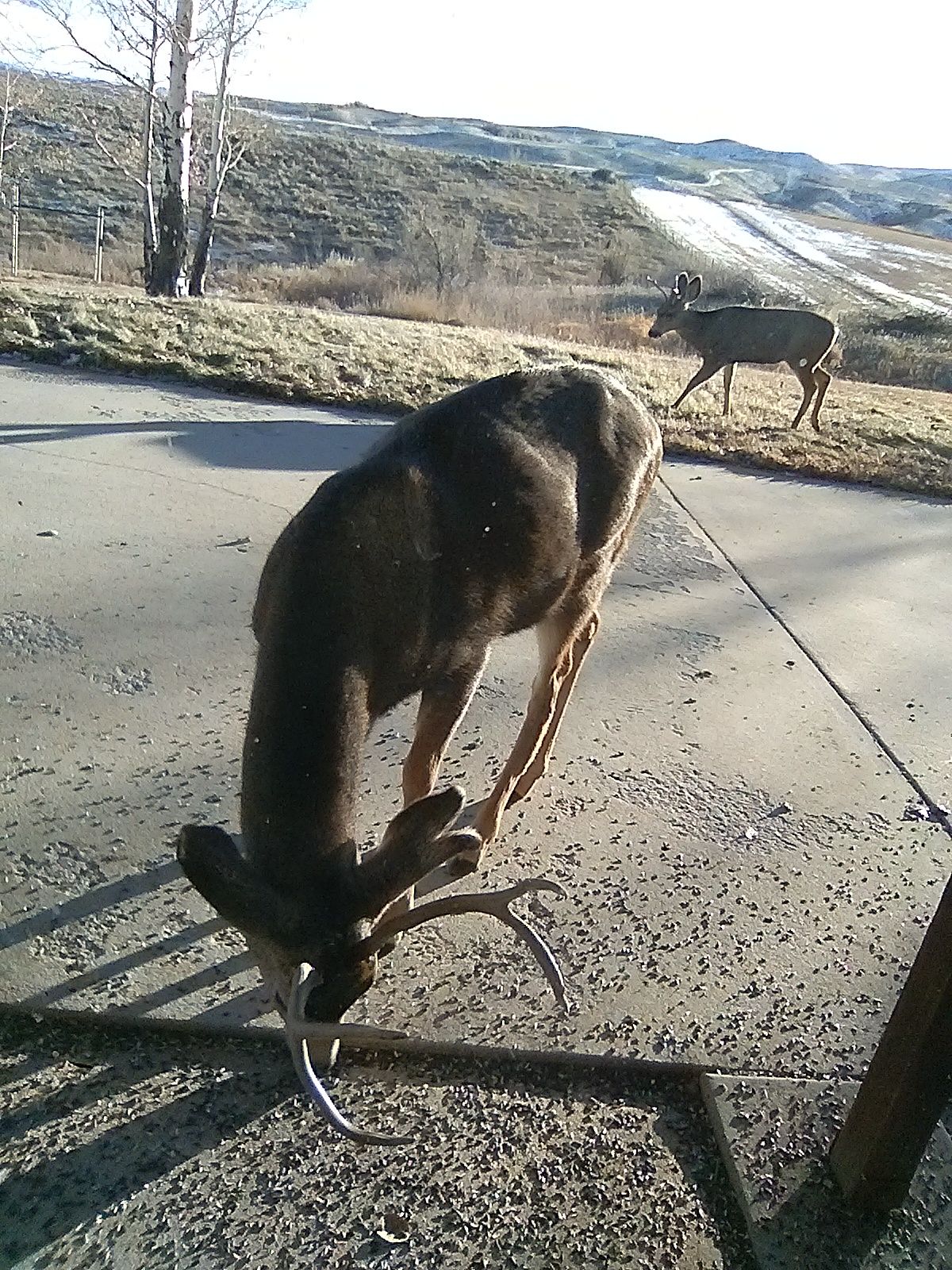 thanksgiving deer2.jpg