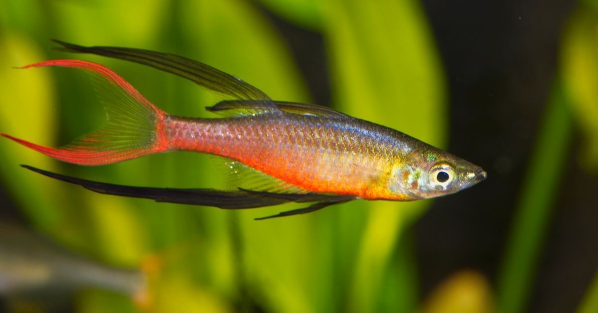 threadfin rainbowfish.jpg