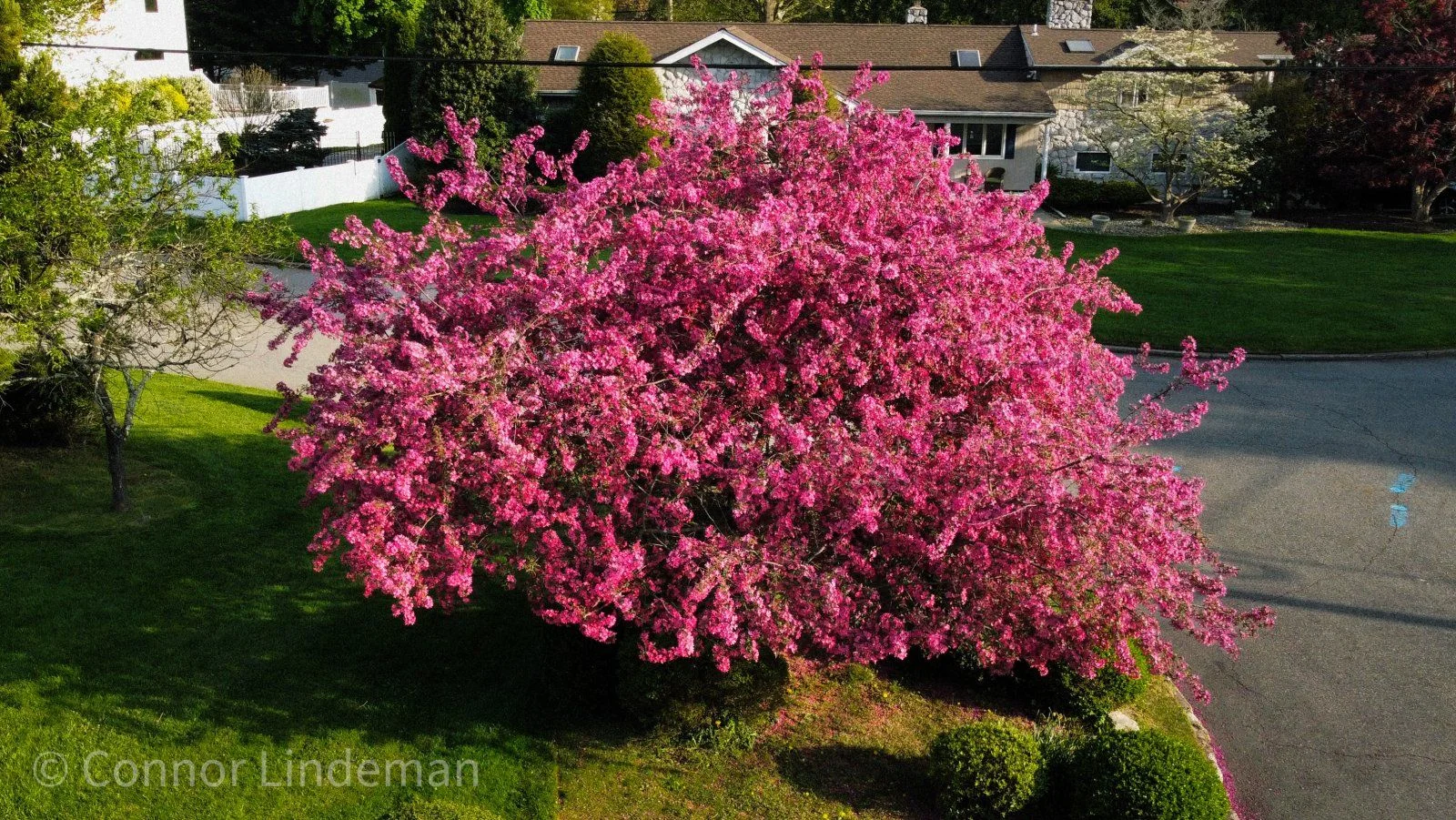 tree.webp
