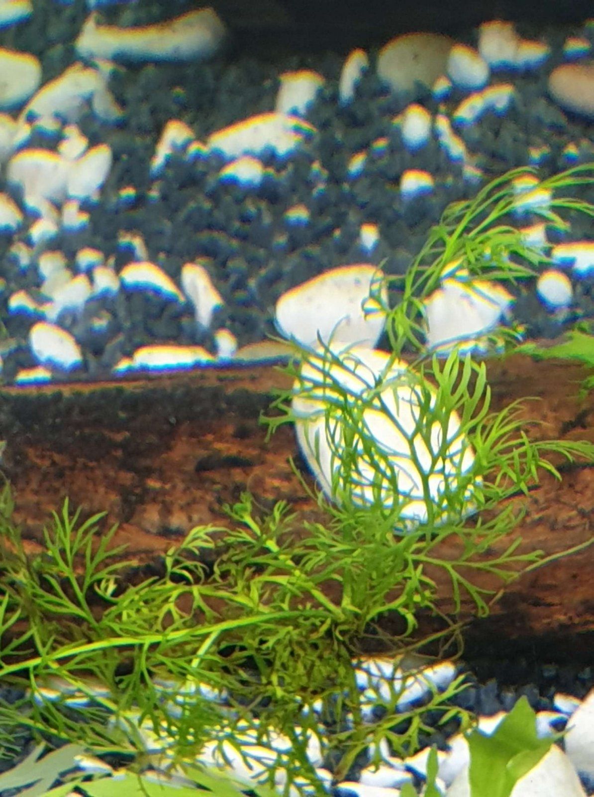 water sprite.JPEG