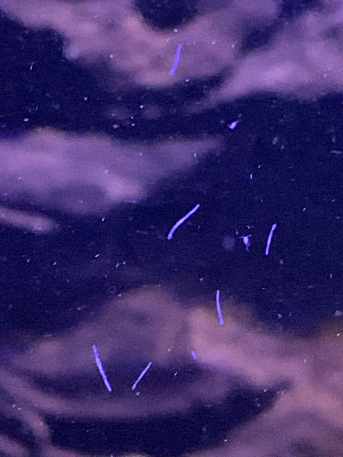 worms.jpg