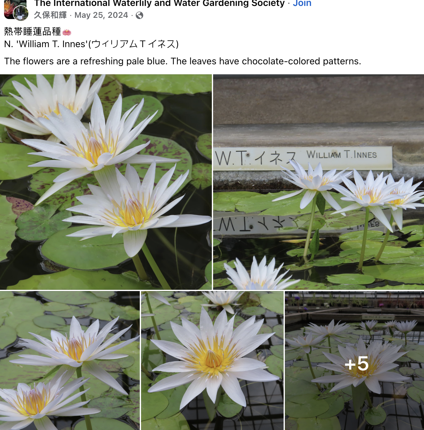 wti water lily.png
