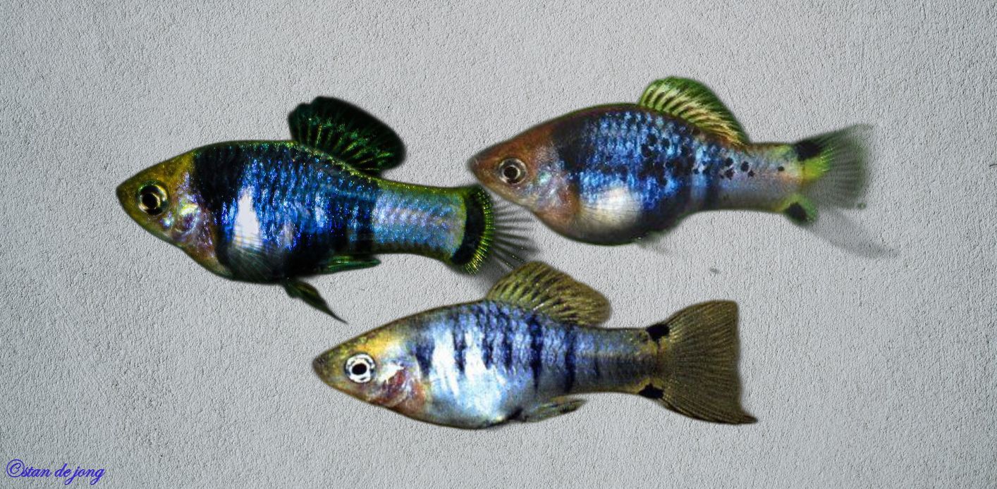 xiphophorus xiphidium trio a.jpg